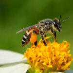 HeltiQ Bijen en Wespen Insecten