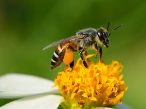 HeltiQ Bijen en Wespen Insecten